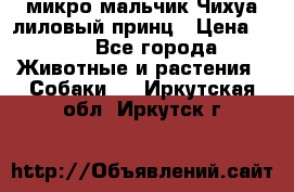 микро мальчик Чихуа лиловый принц › Цена ­ 90 - Все города Животные и растения » Собаки   . Иркутская обл.,Иркутск г.